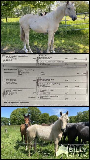 Palomino Jährlingsstute zu verkaufen, Melina , Horses For Sale, Hartenholm, Image 4