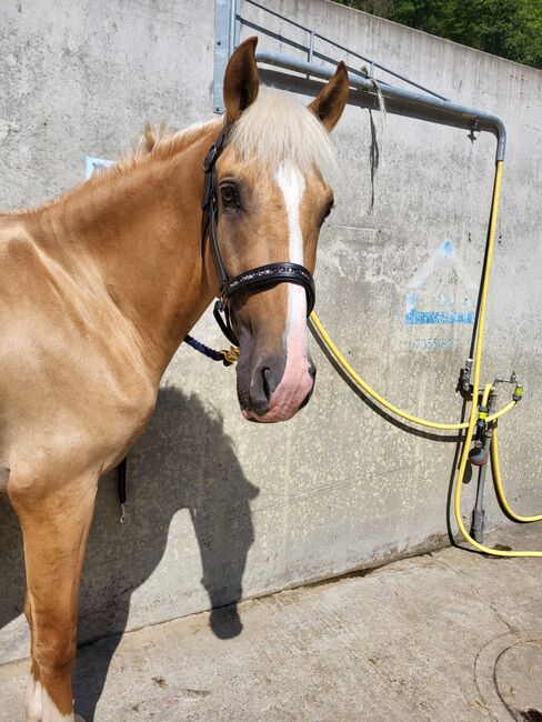 Palomino Wallach, Lusitano Mix, Manuela KUBNY , Horses For Sale, Küßnach , Image 6