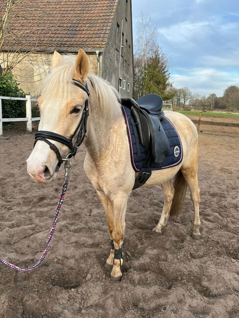 Palominostute, Britta, Horses For Sale, Hopsten , Image 2