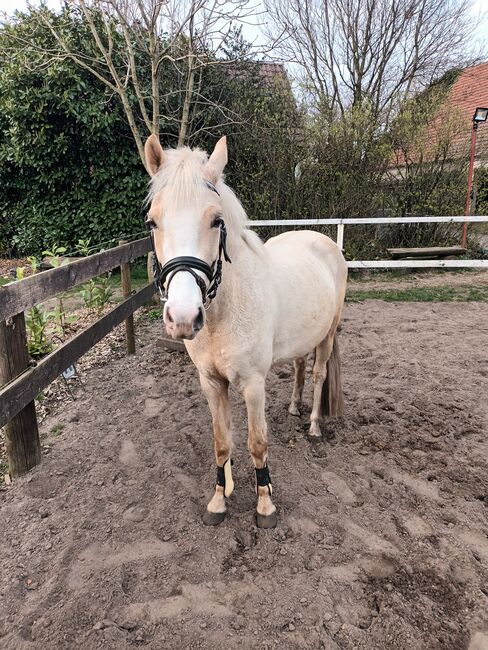 Palominostute, Britta, Horses For Sale, Hopsten 