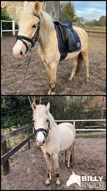 Palominostute, Britta, Horses For Sale, Hopsten , Image 3