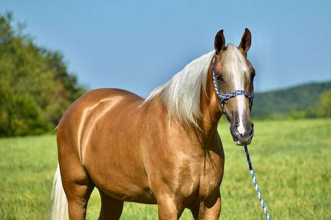 Palomino Tennessee Walking Gelding, Dream , Konie na sprzedaż, London