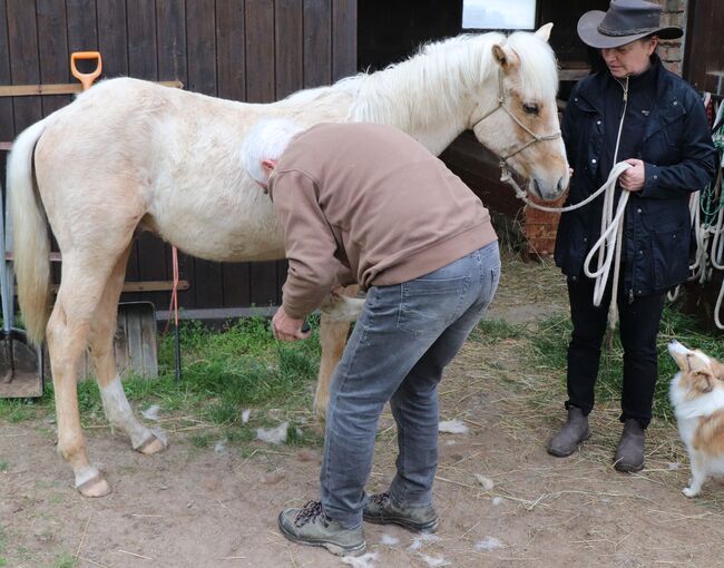 Palomino Nachwuchstalent mit Top-Abstammung - Bildschönes Jungpferd mit Zukunft, Kerstin Rehbehn (Pferdemarketing Ost), Horses For Sale, Nienburg, Image 10