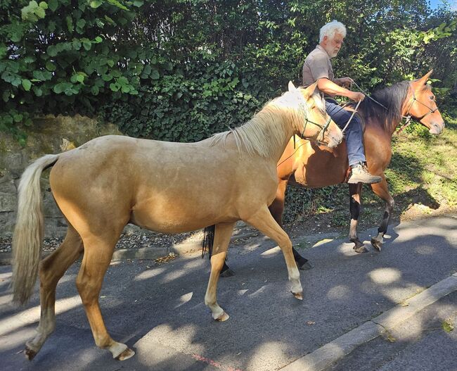 Palomino Nachwuchstalent mit Top-Abstammung - Bildschönes Jungpferd mit Zukunft, Kerstin Rehbehn (Pferdemarketing Ost), Horses For Sale, Nienburg, Image 15