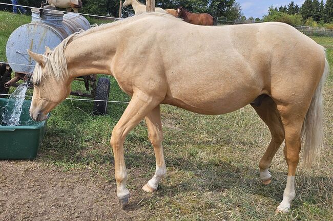Palomino Nachwuchstalent mit Top-Abstammung - Bildschönes Jungpferd mit Zukunft, Kerstin Rehbehn (Pferdemarketing Ost), Horses For Sale, Nienburg, Image 17