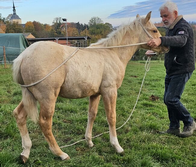 Palomino Nachwuchstalent mit Top-Abstammung - Bildschönes Jungpferd mit Zukunft, Kerstin Rehbehn (Pferdemarketing Ost), Horses For Sale, Nienburg, Image 4