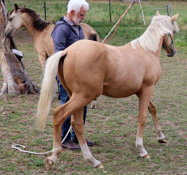 Palomino Nachwuchstalent mit Top-Abstammung - Bildschönes Jungpferd mit Zukunft, Kerstin Rehbehn (Pferdemarketing Ost), Horses For Sale, Nienburg, Image 13