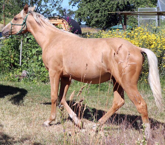 Palomino Nachwuchstalent mit Top-Abstammung - Bildschönes Jungpferd mit Zukunft, Kerstin Rehbehn (Pferdemarketing Ost), Horses For Sale, Nienburg, Image 12