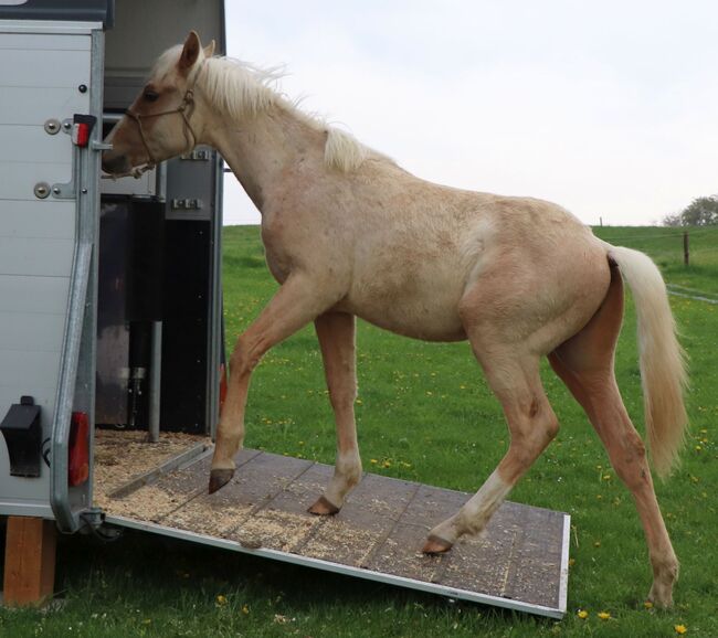 Palomino Nachwuchstalent mit Top-Abstammung - Bildschönes Jungpferd mit Zukunft, Kerstin Rehbehn (Pferdemarketing Ost), Horses For Sale, Nienburg, Image 9