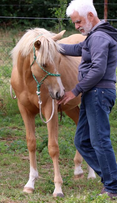 Palomino Nachwuchstalent mit Top-Abstammung - Bildschönes Jungpferd mit Zukunft, Kerstin Rehbehn (Pferdemarketing Ost), Horses For Sale, Nienburg, Image 14