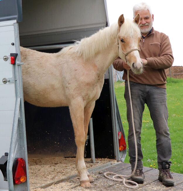 Palomino Nachwuchstalent mit Top-Abstammung - Bildschönes Jungpferd mit Zukunft, Kerstin Rehbehn (Pferdemarketing Ost), Horses For Sale, Nienburg, Image 8