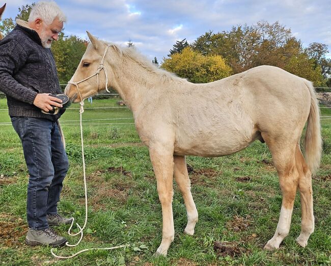 Palomino Nachwuchstalent mit Top-Abstammung - Bildschönes Jungpferd mit Zukunft, Kerstin Rehbehn (Pferdemarketing Ost), Horses For Sale, Nienburg, Image 3