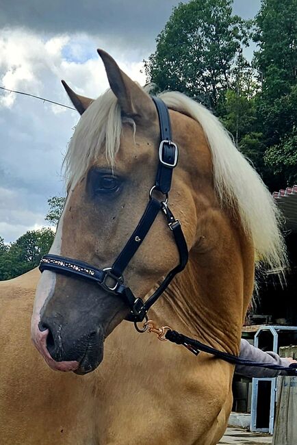 Palomino Wallach, Lusitano Mix, Manuela KUBNY , Horses For Sale, Küßnach , Image 5