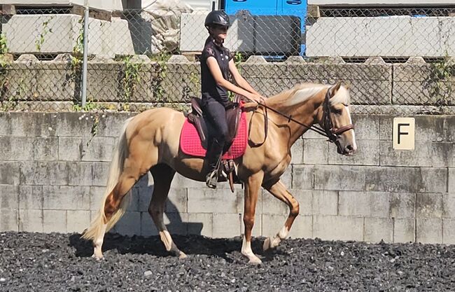 Palomino Wallach, Lusitano Mix, Manuela KUBNY , Horses For Sale, Küßnach , Image 9