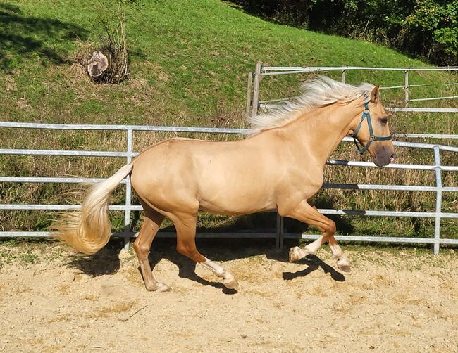 Palomino Wallach, Lusitano Mix, Manuela KUBNY , Horses For Sale, Küßnach , Image 4