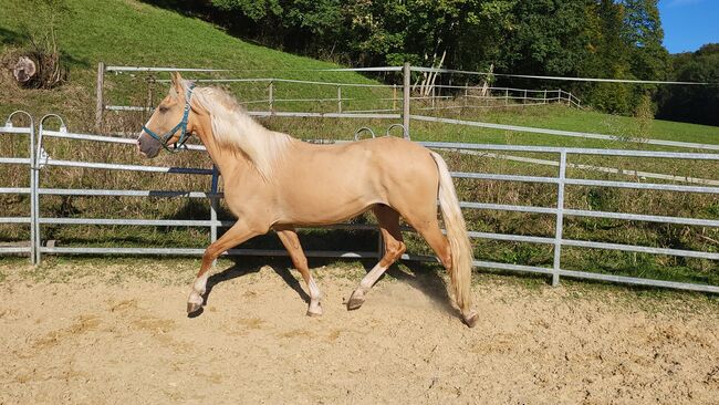 Palomino Wallach, Lusitano Mix, Manuela KUBNY , Horses For Sale, Küßnach , Image 2