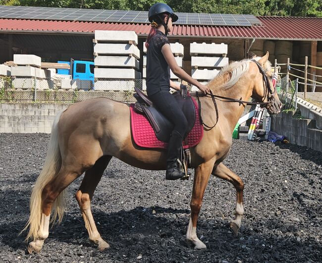 Palomino Wallach, Lusitano Mix, Manuela KUBNY , Horses For Sale, Küßnach , Image 8