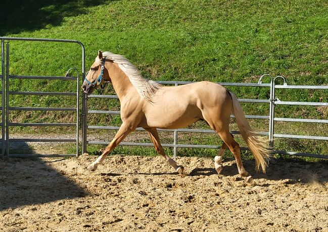 Palomino Wallach, Lusitano Mix, Manuela KUBNY , Horses For Sale, Küßnach , Image 3