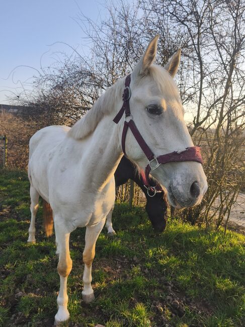 Palomino Wallach 4Jährig, Isa1, Pferd kaufen, Euskirchen