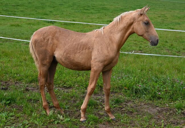 Palomino mit grünen Augen, Manuela KUBNY , Horses For Sale, Küßnach , Image 2