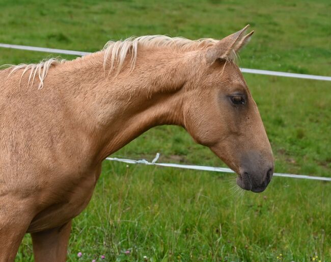 Palomino mit grünen Augen, Manuela KUBNY , Horses For Sale, Küßnach 