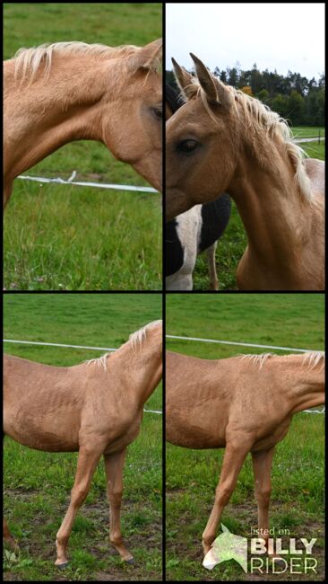 Palomino mit grünen Augen, Manuela KUBNY , Horses For Sale, Küßnach , Image 6
