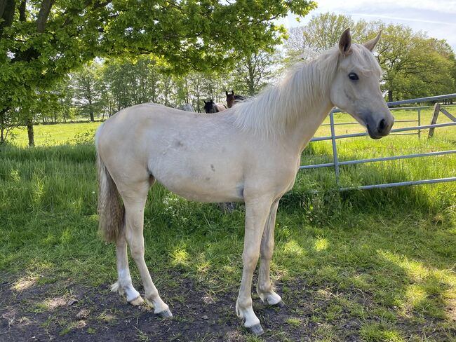 Palomino Jährlingsstute zu verkaufen, Melina , Horses For Sale, Hartenholm