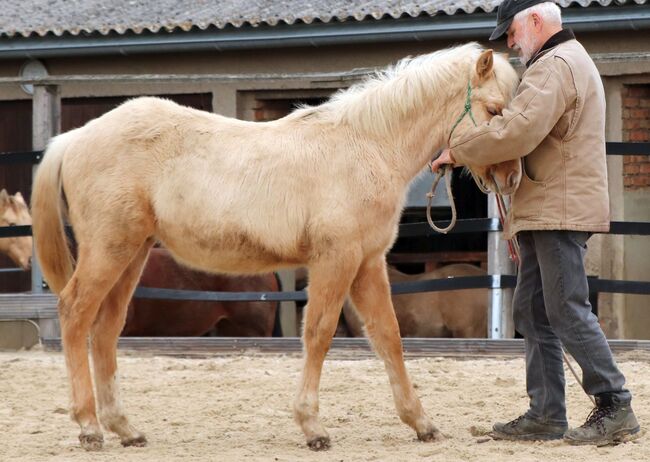 Palomino Nachwuchstalent mit Top-Abstammung - Bildschönes Jungpferd mit Zukunft, Kerstin Rehbehn (Pferdemarketing Ost), Horses For Sale, Nienburg, Image 7