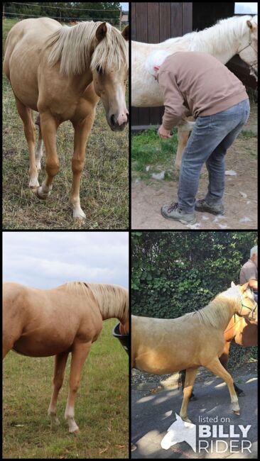 Palomino Nachwuchstalent mit Top-Abstammung - Bildschönes Jungpferd mit Zukunft, Kerstin Rehbehn (Pferdemarketing Ost), Horses For Sale, Nienburg, Image 21