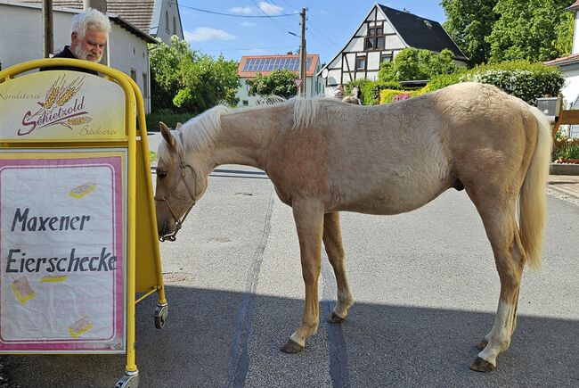 Palomino Nachwuchstalent mit Top-Abstammung - Bildschönes Jungpferd mit Zukunft, Kerstin Rehbehn (Pferdemarketing Ost), Horses For Sale, Nienburg, Image 11