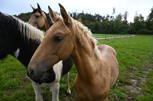 Palomino mit grünen Augen, Manuela KUBNY , Konie na sprzedaż, Küßnach , Image 5