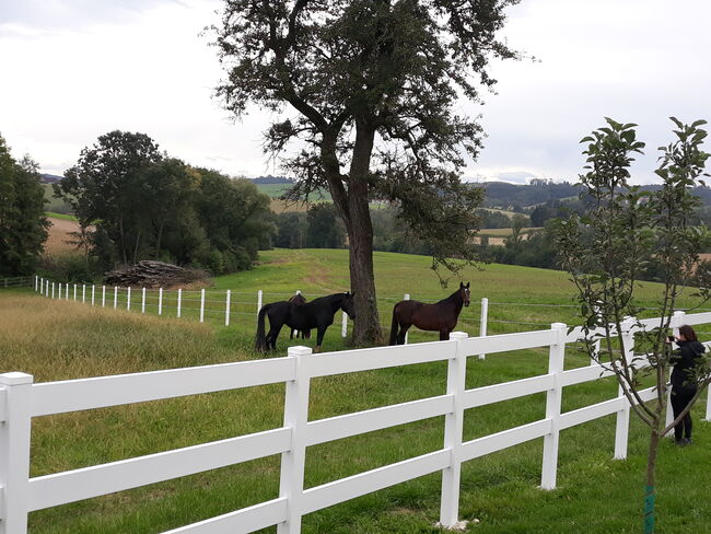 Einstellplatz, Bettina Berger, Horse Stables, Haag, Image 3