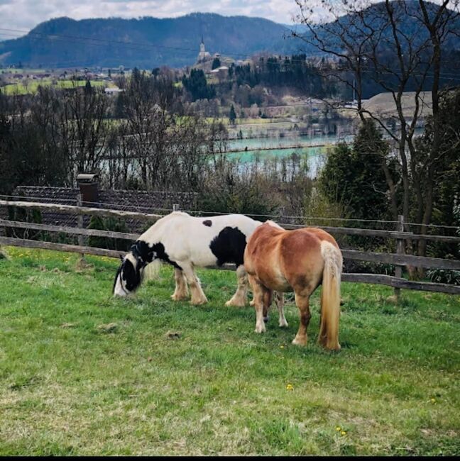 Einstellplatz, Andrea , Horse Stables, Tainach, Image 7