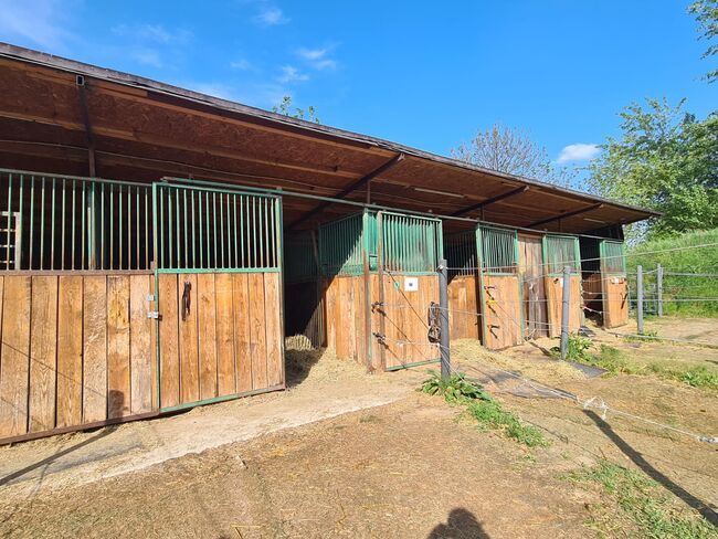 Einstellplatz in Wien- Paddockbox mit XXL Paddock, ReitClubDonaustadt (ReitclubDonaustadt), Horse Stables, Wien, Image 9