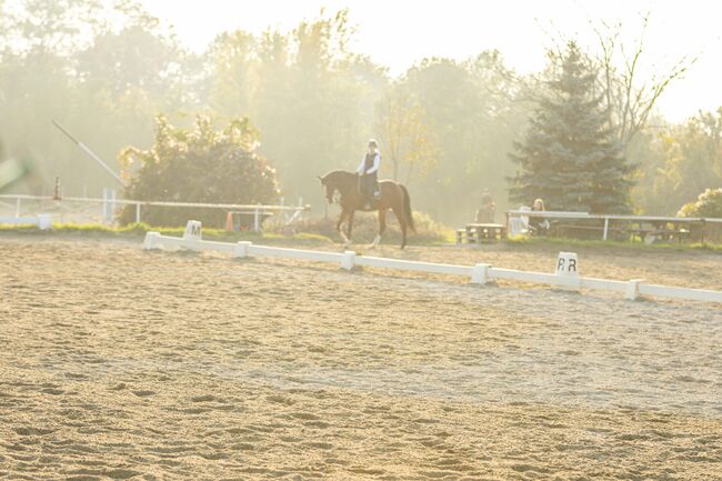 Einstellplatz in Wien- Paddockbox mit XXL Paddock, ReitClubDonaustadt (ReitclubDonaustadt), Horse Stables, Wien, Image 11