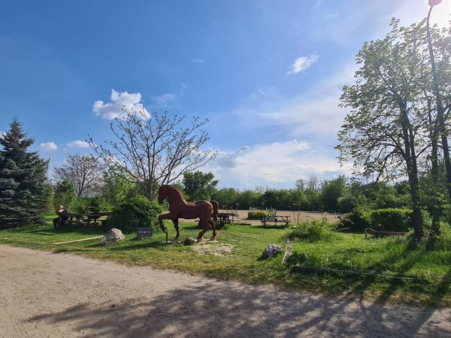 Einstellplatz in Wien- Paddockbox mit XXL Paddock, ReitClubDonaustadt (ReitclubDonaustadt), Horse Stables, Wien, Image 15