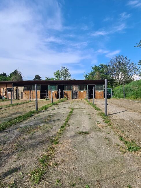 Einstellplatz in Wien- Paddockbox mit XXL Paddock, ReitClubDonaustadt (ReitclubDonaustadt), Horse Stables, Wien
