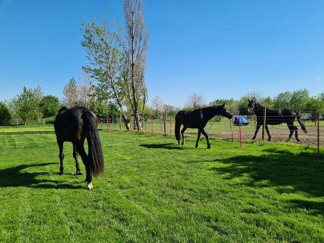 Einstellplatz in Wien- Paddockbox mit XXL Paddock, ReitClubDonaustadt (ReitclubDonaustadt), Horse Stables, Wien, Image 17