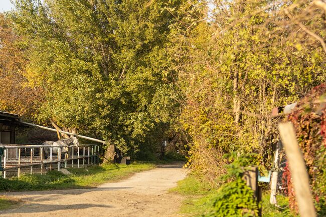 Einstellplatz in Wien- Paddockbox mit XXL Paddock, ReitClubDonaustadt (ReitclubDonaustadt), Horse Stables, Wien, Image 16
