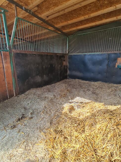 Einstellplatz in Wien- Paddockbox mit XXL Paddock, ReitClubDonaustadt (ReitclubDonaustadt), Horse Stables, Wien, Image 5
