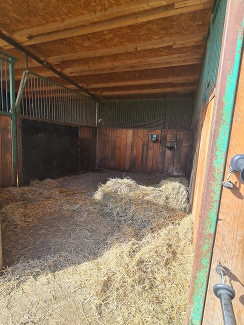 Einstellplatz in Wien- Paddockbox mit XXL Paddock, ReitClubDonaustadt (ReitclubDonaustadt), Horse Stables, Wien, Image 3
