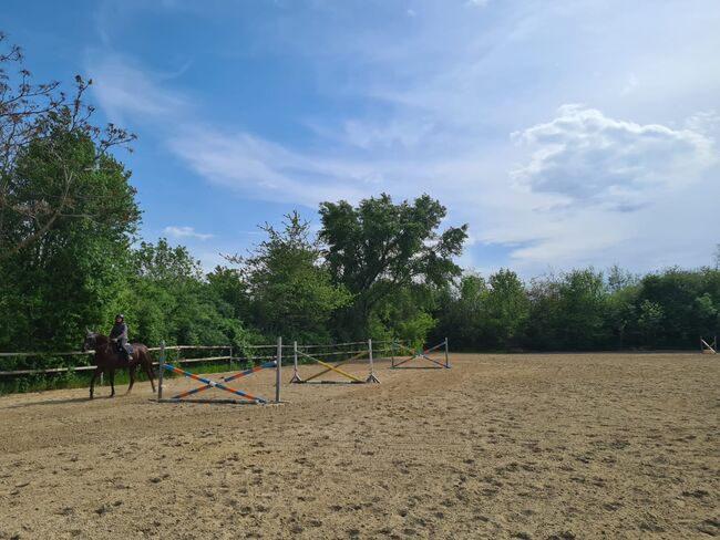 Einstellplatz in Wien- Paddockbox mit XXL Paddock, ReitClubDonaustadt (ReitclubDonaustadt), Horse Stables, Wien, Image 12