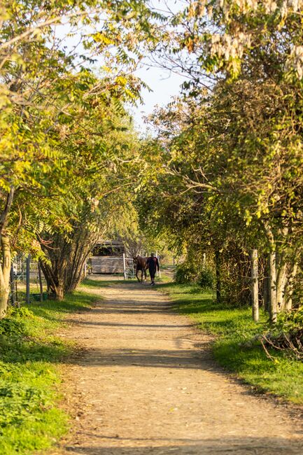 Einstellplatz in Wien- Paddockbox mit XXL Paddock, ReitClubDonaustadt (ReitclubDonaustadt), Horse Stables, Wien, Image 13