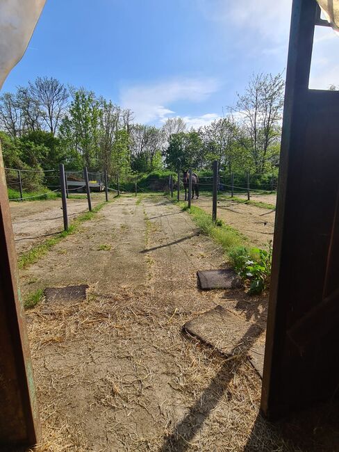 Einstellplatz in Wien- Paddockbox mit XXL Paddock, ReitClubDonaustadt (ReitclubDonaustadt), Horse Stables, Wien, Image 8