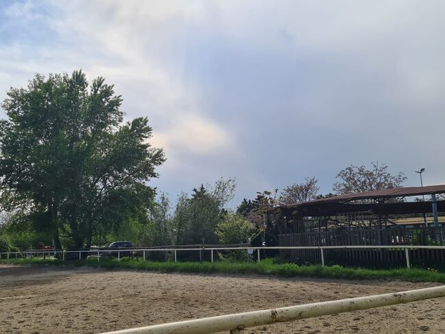 Einstellplatz in Wien- Paddockbox mit XXL Paddock, ReitClubDonaustadt (ReitclubDonaustadt), Horse Stables, Wien, Image 4