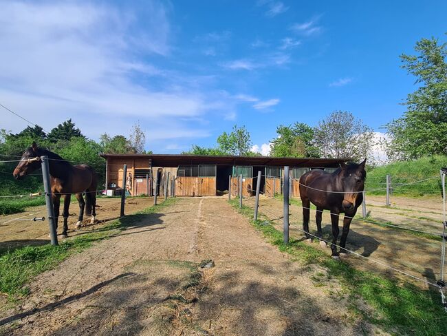 Einstellplatz in Wien- Paddockbox mit XXL Paddock, ReitClubDonaustadt (ReitclubDonaustadt), Horse Stables, Wien, Image 10