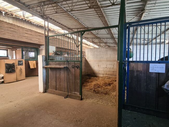 Einstellplatz in Wien - XXL Innenbox, ReitClubDonaustadt (ReitclubDonaustadt), Horse Stables, Wien, Image 15