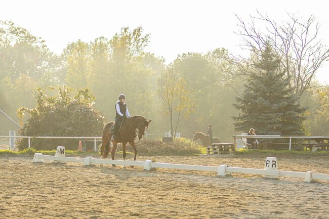 Einstellplatz in Wien - XXL Innenbox, ReitClubDonaustadt (ReitclubDonaustadt), Horse Stables, Wien, Image 17