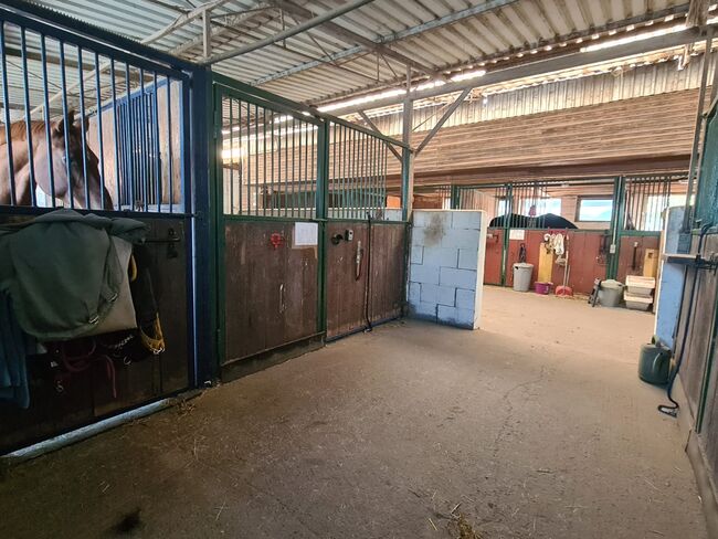 Einstellplatz in Wien - XXL Innenbox, ReitClubDonaustadt (ReitclubDonaustadt), Horse Stables, Wien, Image 14