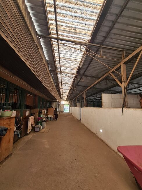 Einstellplatz in Wien - XXL Innenbox, ReitClubDonaustadt (ReitclubDonaustadt), Horse Stables, Wien, Image 16